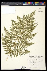 Dryopteris expansa image