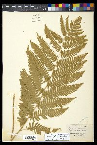 Dryopteris goldieana image
