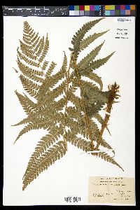 Dryopteris ludoviciana image
