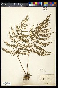 Dryopteris rossii image