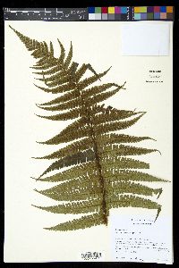 Dryopteris wallichiana image
