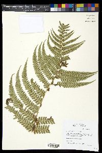 Dryopteris wallichiana image