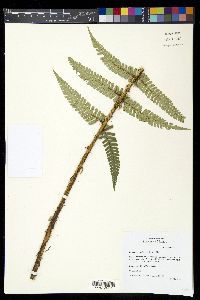 Dryopteris wallichiana image