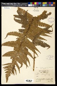 Dryopteris parallelogramma image