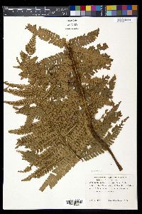 Dryopteris paleacea image