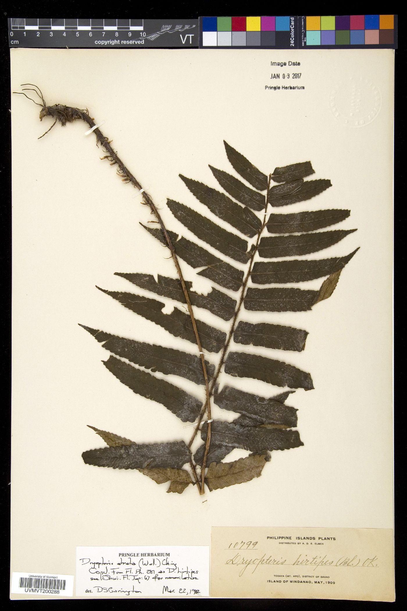 Dryopteris atrata image