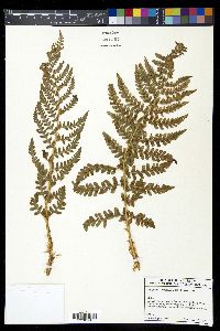 Dryopteris chrysocoma image