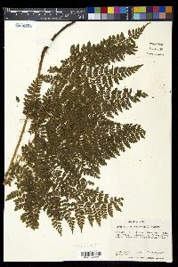 Dryopteris chinensis image