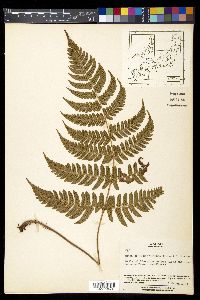 Dryopteris erythrosora image
