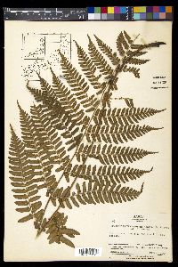 Dryopteris erythrosora image