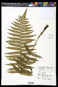 Dryopteris dickinsii image