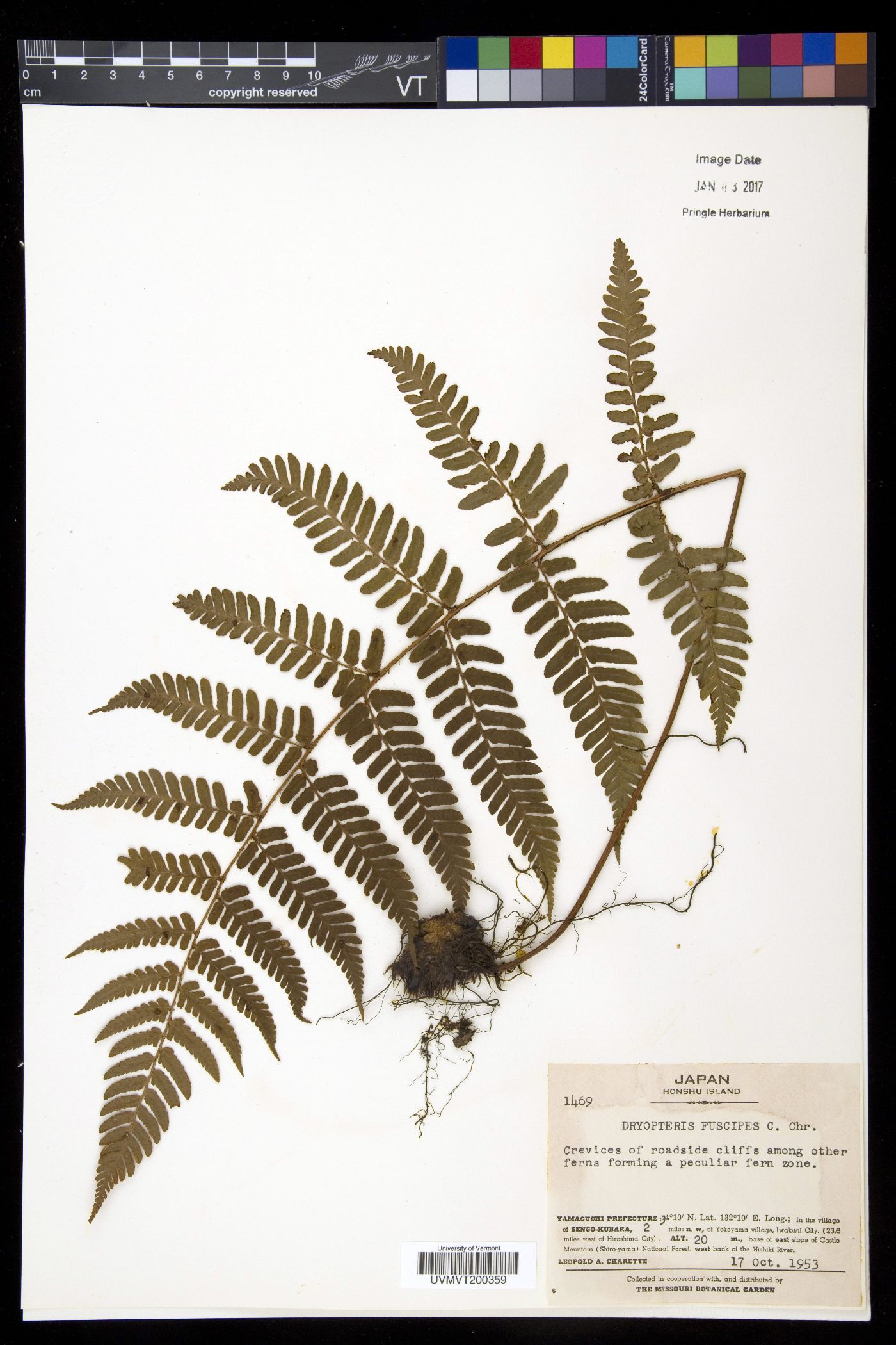 Dryopteris fuscipes image