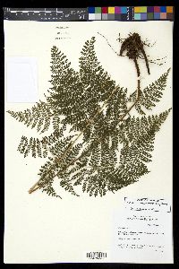 Dryopteris nodosa image
