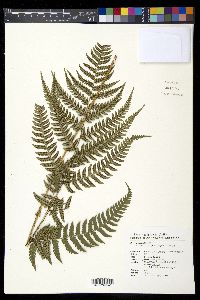 Dryopteris pacifica image