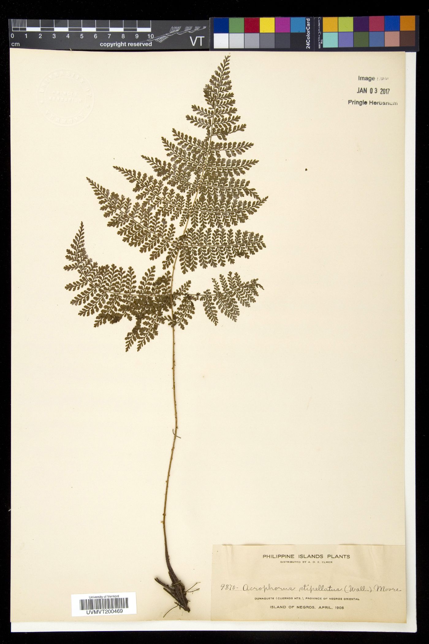 Acrophorus image