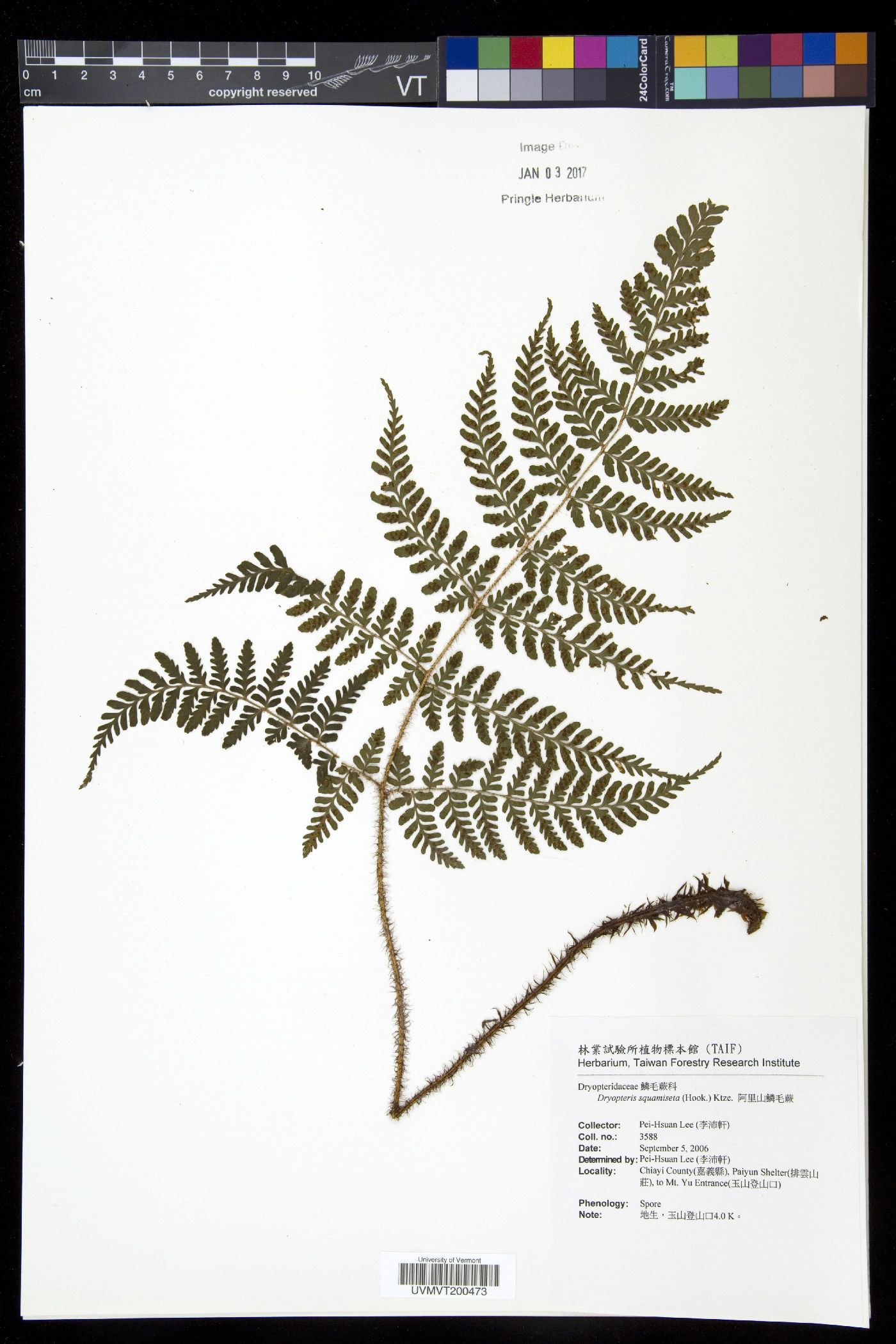 Dryopteris squamiseta image