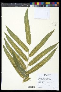 Phanerophlebia macrosora image