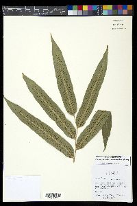 Phanerophlebia macrosora image