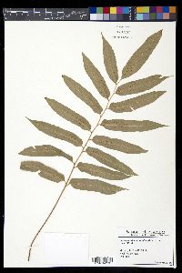 Phanerophlebia nobilis image
