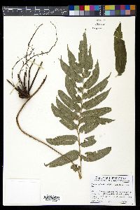 Phanerophlebia nobilis image