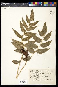 Phanerophlebia auriculata image