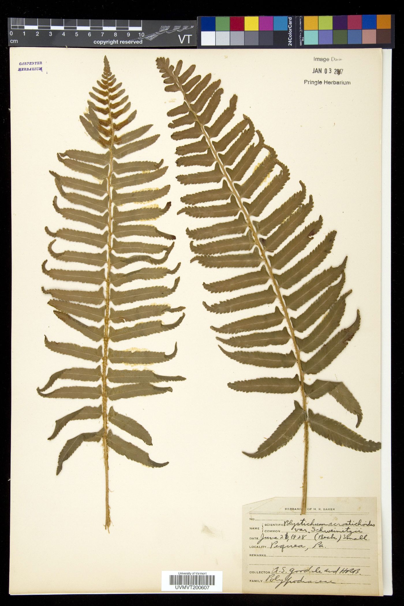 Polystichum acrostichoides var. schweinitzii image