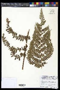 Polystichum concinnum image
