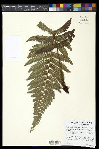Polystichum concinnum image
