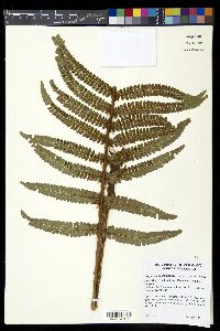 Polystichum concinnum image