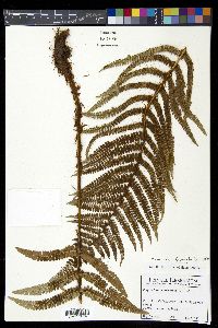 Polystichum concinnum image
