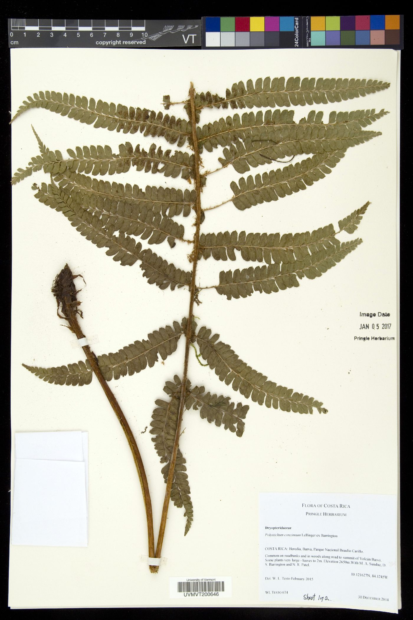 Polystichum concinnum image