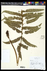 Polystichum concinnum image
