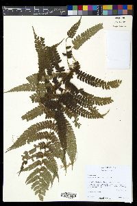 Polystichum concinnum image