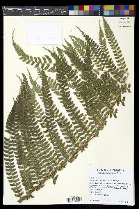 Polystichum concinnum image
