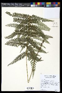 Polystichum concinnum image