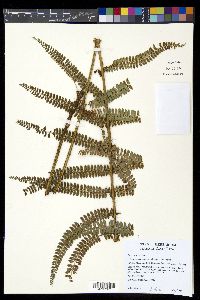 Polystichum concinnum image