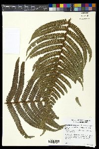 Polystichum concinnum image