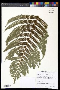 Polystichum concinnum image