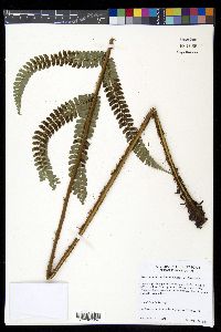 Polystichum concinnum image
