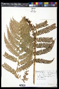 Polystichum alfaroi image