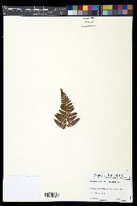 Polystichum braunii image