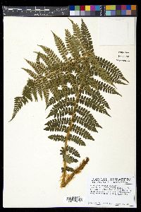 Polystichum braunii image