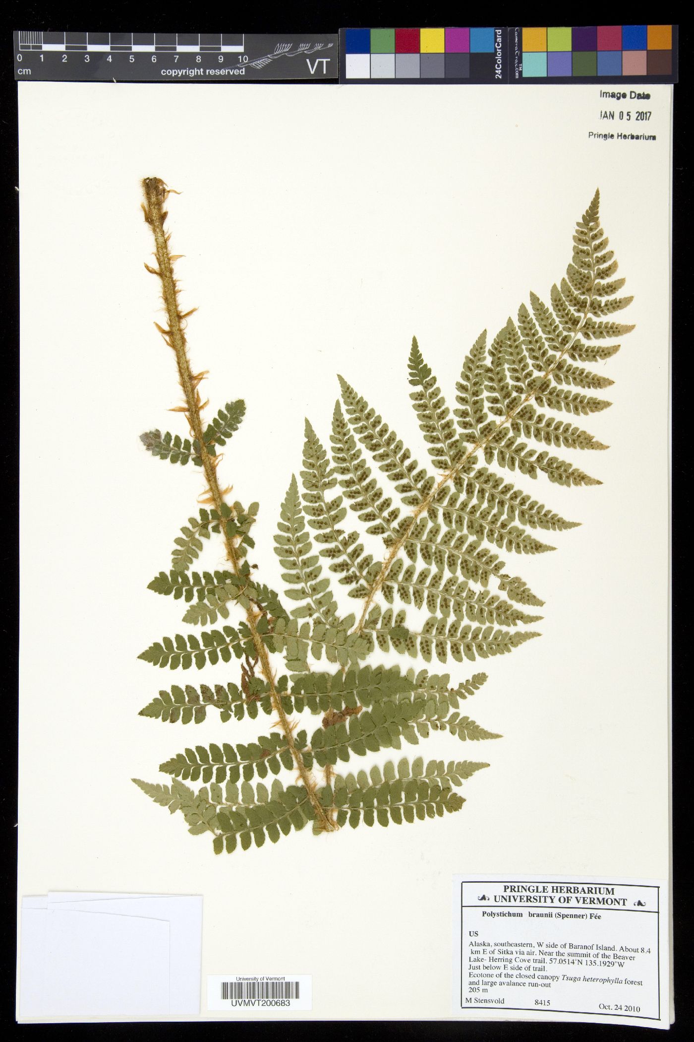 Polystichum braunii image
