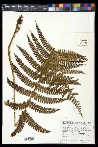 Polystichum concinnum image