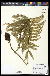 Polystichum concinnum image