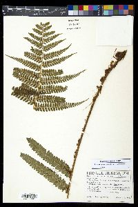 Polystichum concinnum image