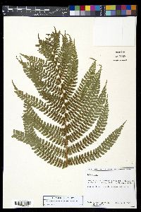 Polystichum concinnum image