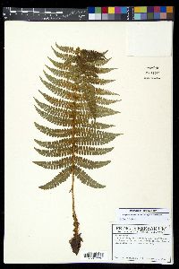Polystichum concinnum image