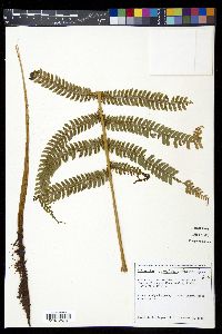 Polystichum concinnum image