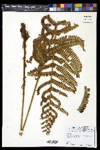 Polystichum concinnum image